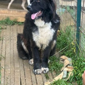 Nerone