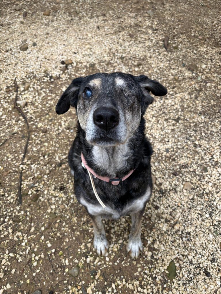 Shelter dog Italy Rifugio Ciccio Garibaldi Sicily