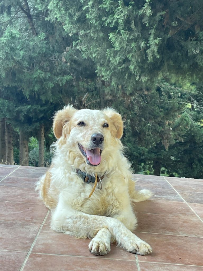 Shelter dog Italy Rifugio Ciccio Garibaldi Sicily