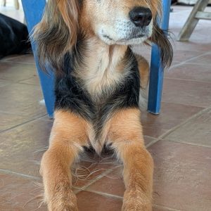 Maya